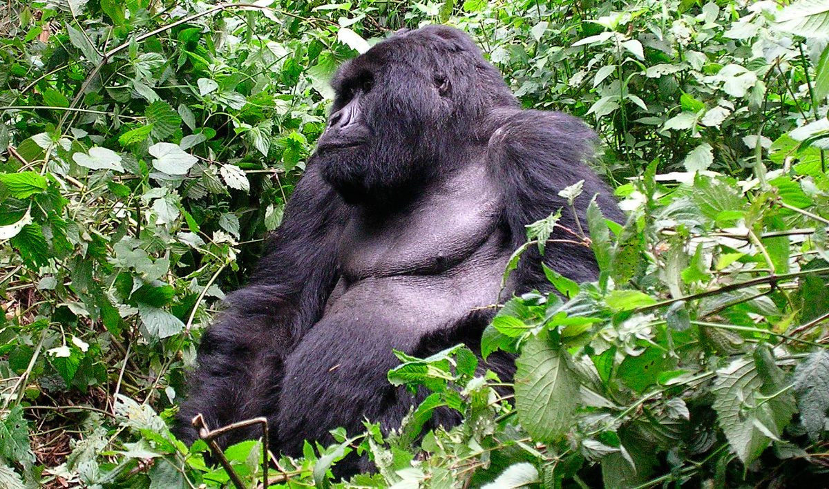 Conservación de los gorilas orientales de llanura