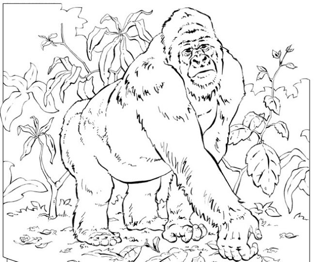 Dibujo para colorear a un gorila en la selva :: Imágenes y fotos