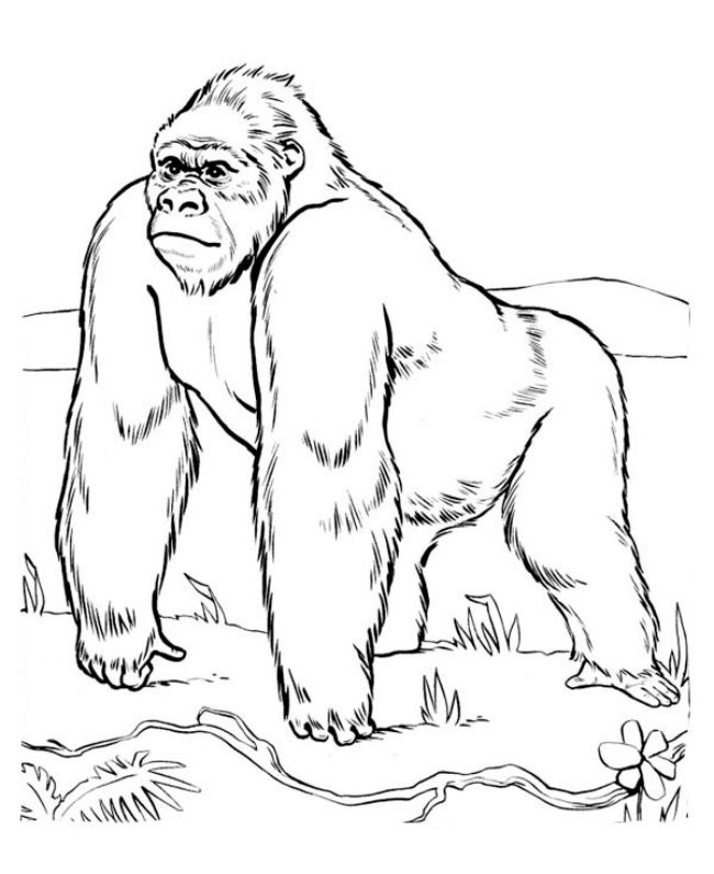 Dibujos de gorilas para pintar