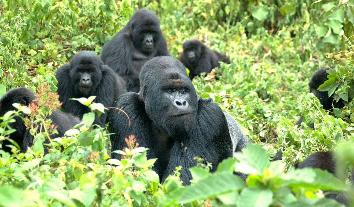 Especies de gorilasen peligro de extinción