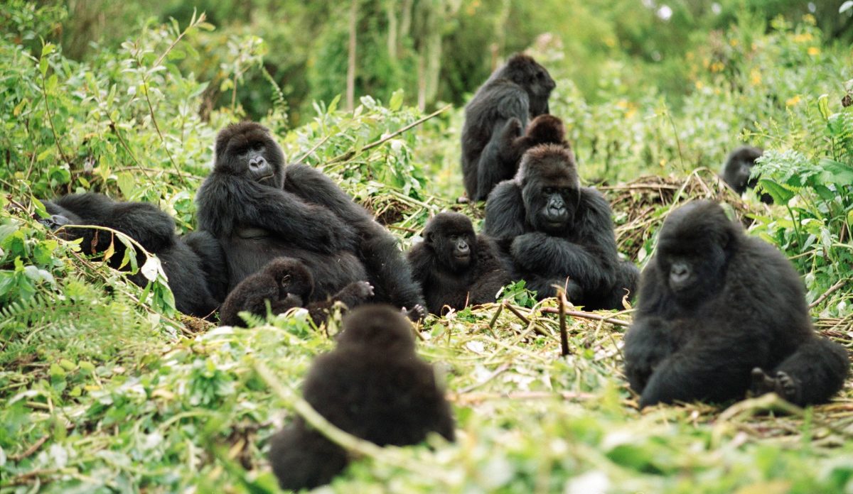 Gorillas beringei Beringei