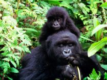 Comportamiento de los gorilas de montaña