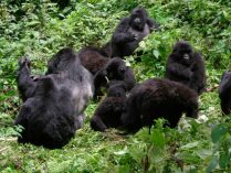 Comportamiento social de los gorilas