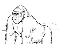Dibujos de gorilas para pintar