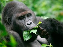 Dieta de los gorilas de montaña