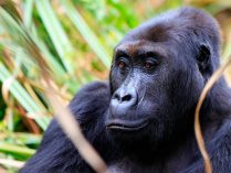 Dieta de los gorilas orientales de llanura
