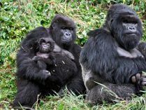 Estructura social de los gorilas