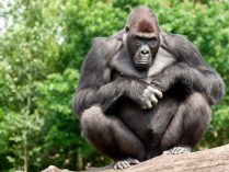 Fotos de la dieta de los gorilas