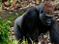 Fotos del comportamiento de los gorilas