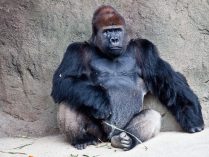 Gorila de lomo plateado