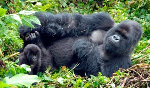 Gorilas en peligro de extinción
