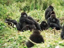 Gorillas beringei Beringei