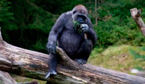Guía básica sobre gorilas
