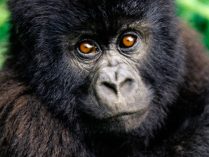 Imagen HD de la cara de un gorila