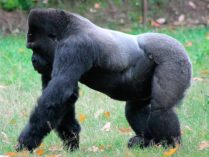 Imagenes de gorilas de lomo plateado