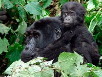 ¿Por qué se llaman gorilas?
