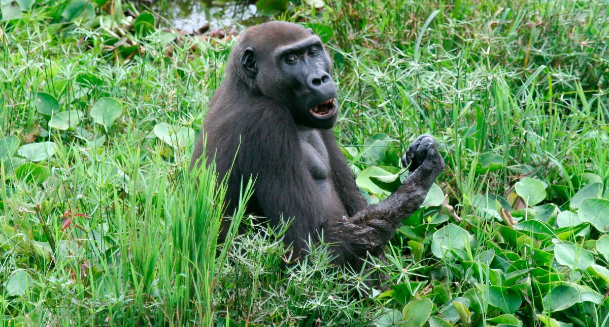 ¿A los gorilas les gusta el agua?