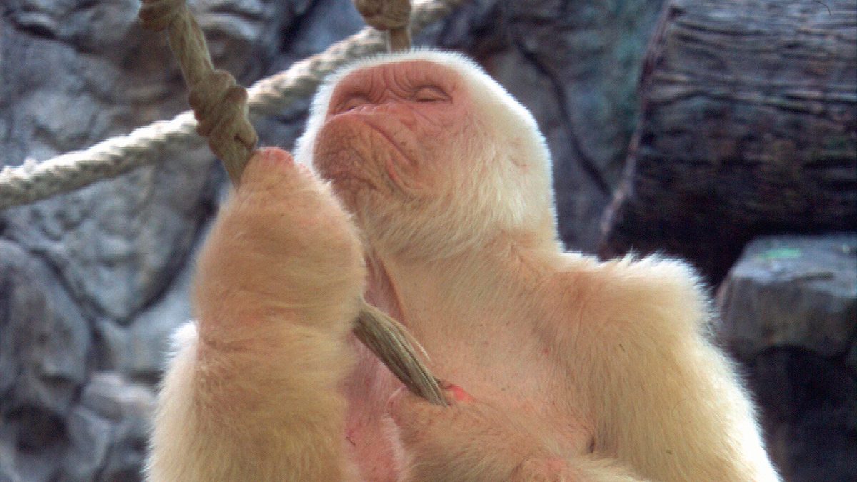 Albinismo en los gorilas