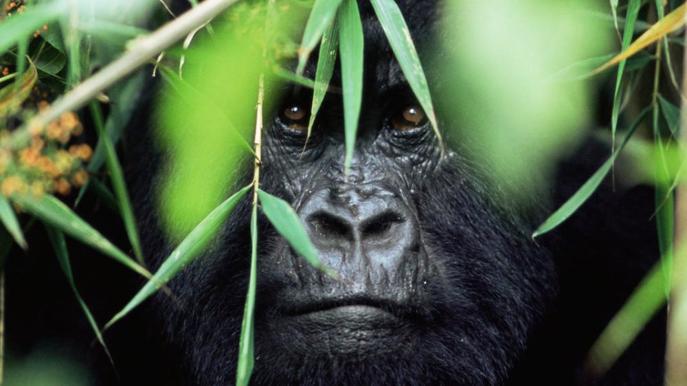 Amenazas a la supervivencia del gorila