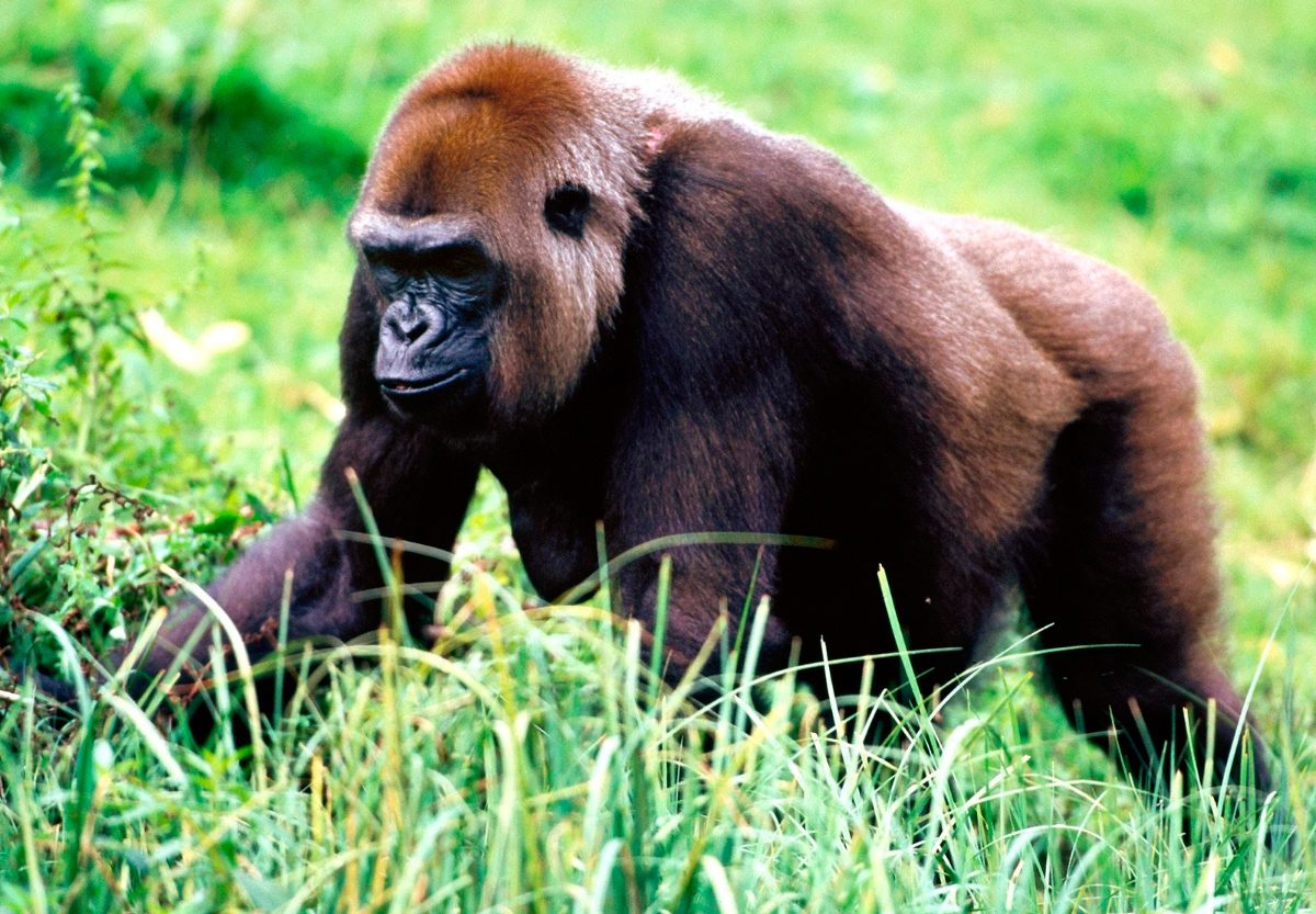 Características de los gorilas occidentales de planicie