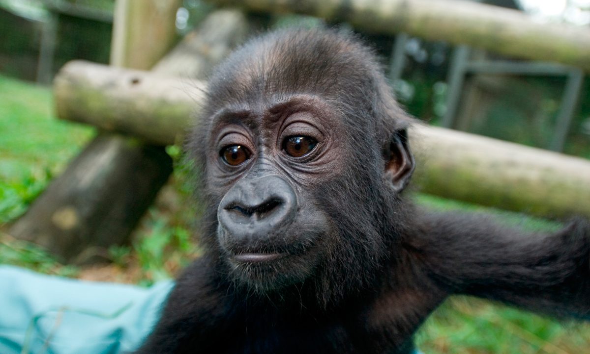 Características sobre los bebés gorilas