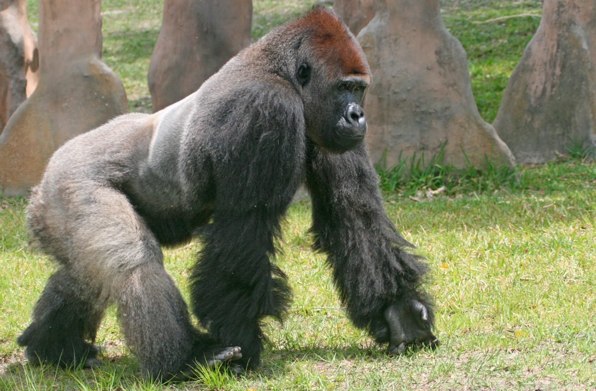 Ccomportamiento de los gorilas de lomo plateado