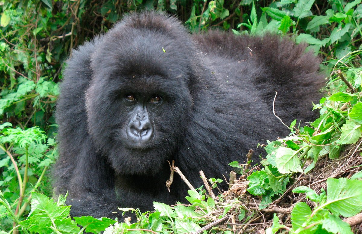 Ciclo de vida de los gorilas de montaña