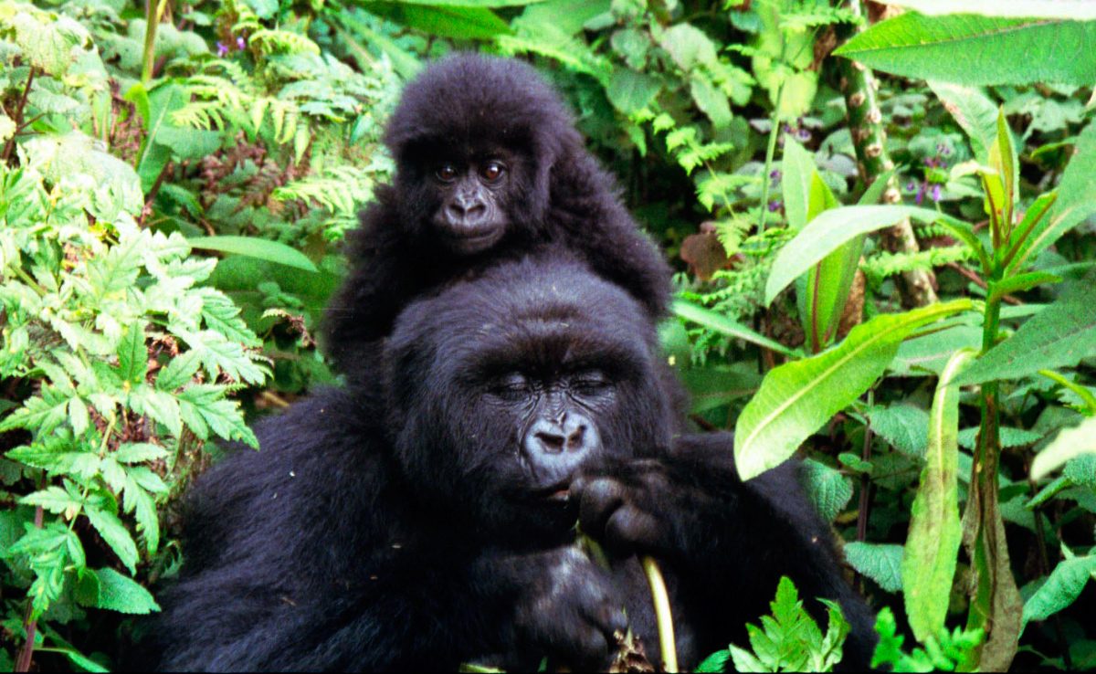 Comportamiento de los gorilas de montaña