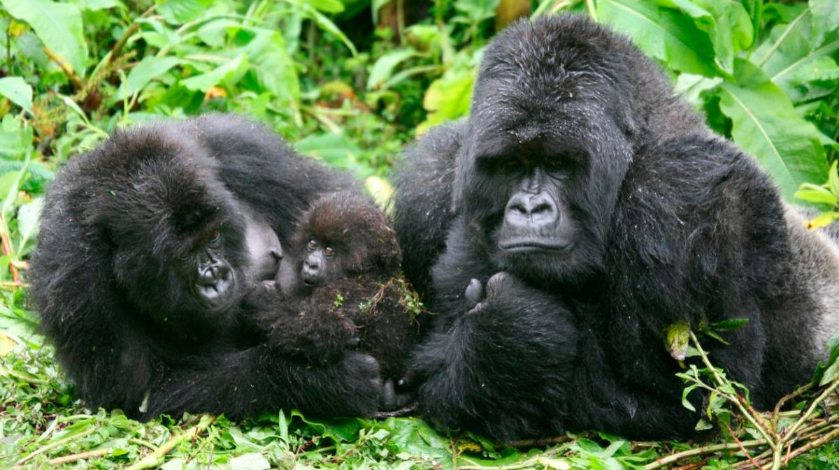 Comportamiento de los gorilas