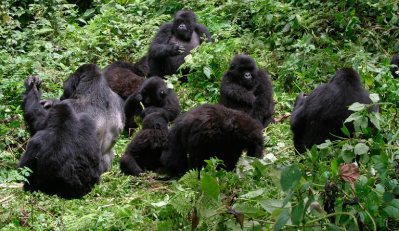 Comportamiento social de los gorilas