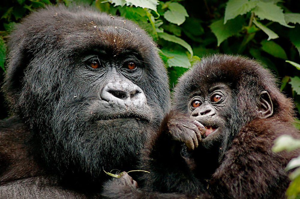 Conservación de los gorilas de montaña