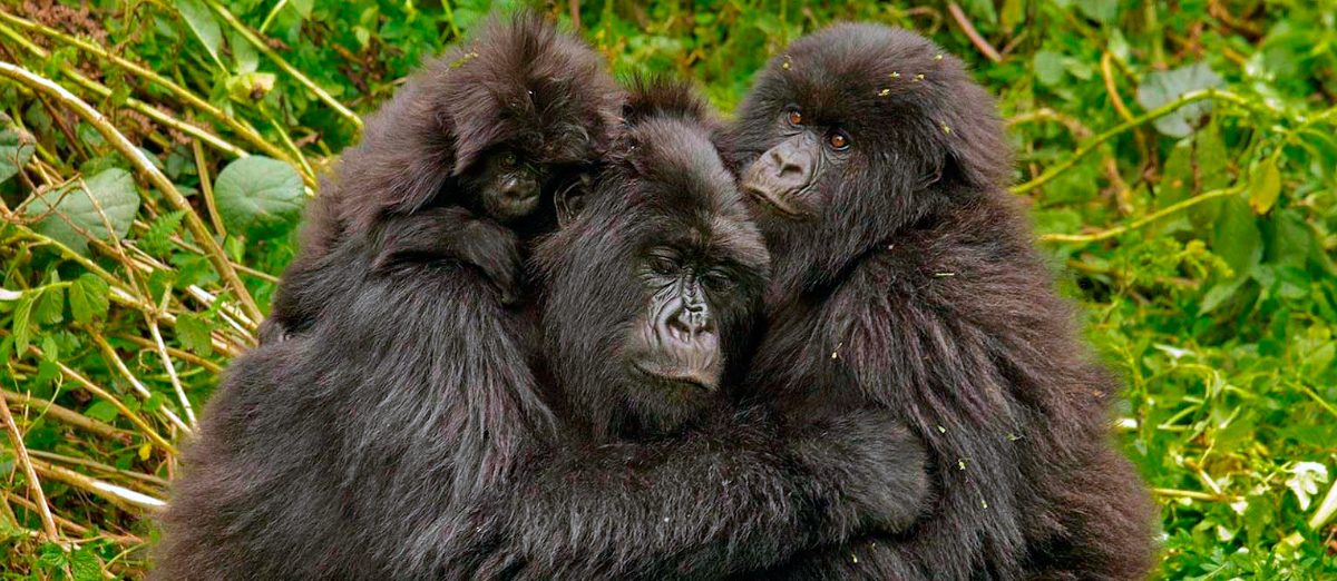 Curiosidades sobre los gorilas