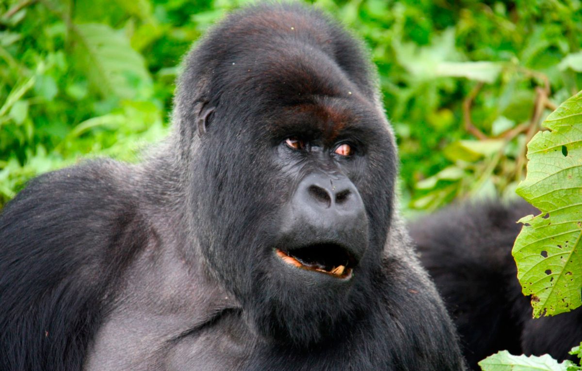 Descripción física de los gorilas de lomo plateado