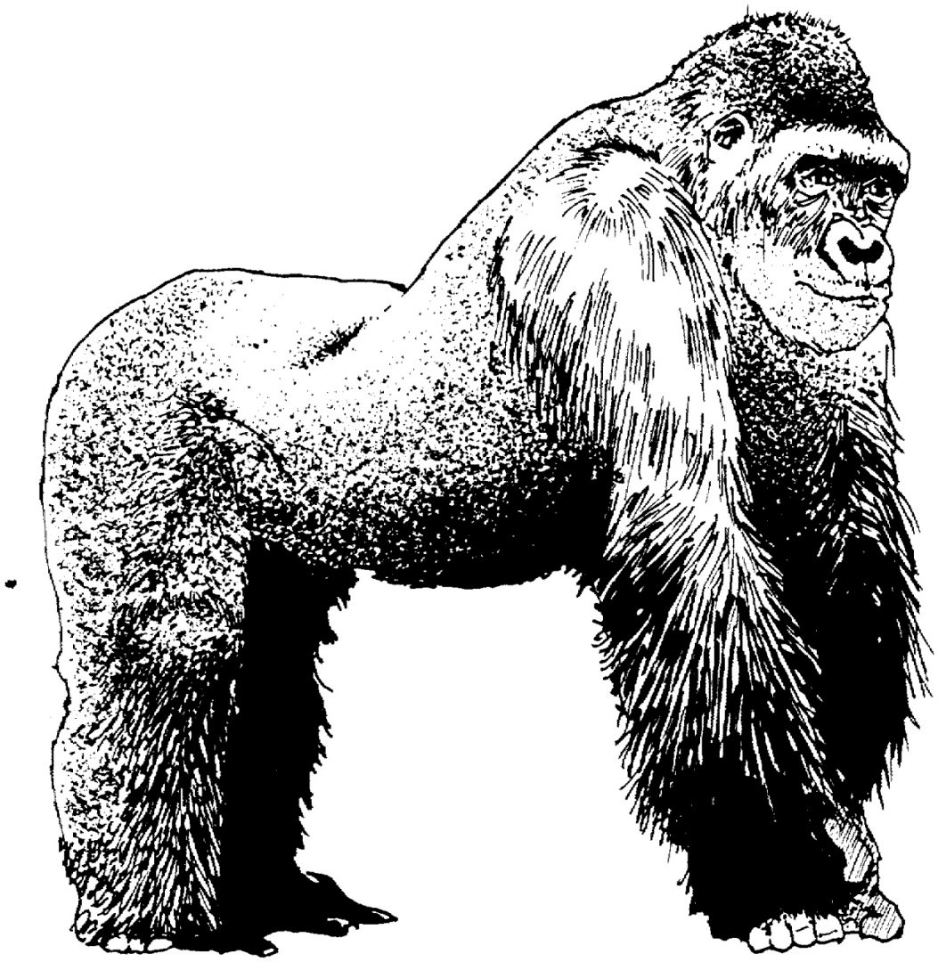 Dibujo de un gorila en blanco y negro