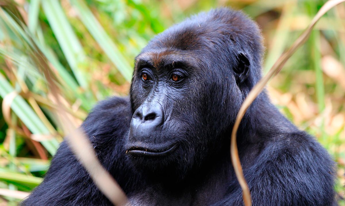 Dieta de los gorilas orientales de llanura
