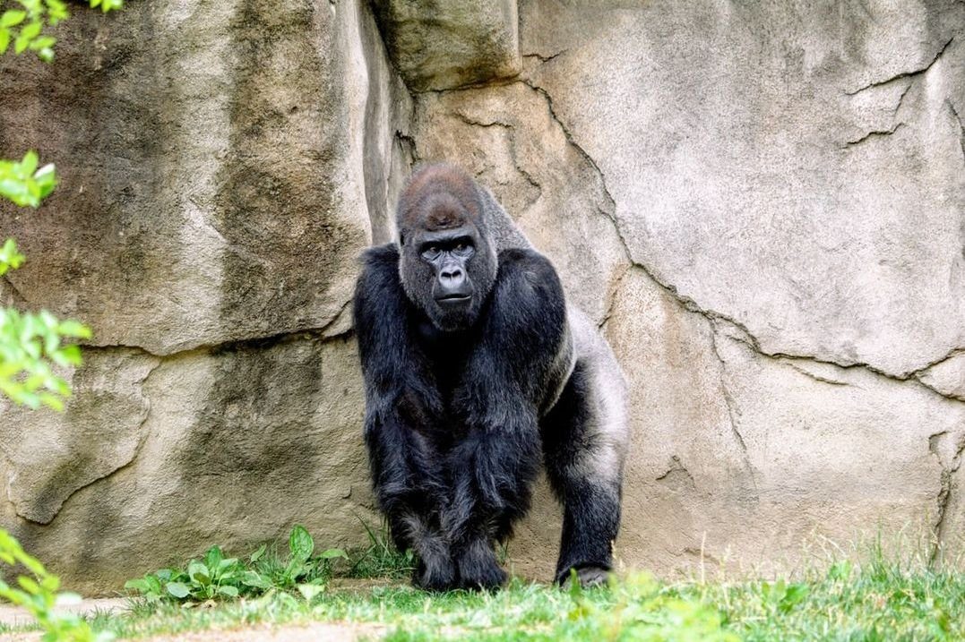 Diferencia entre simios y gorilas