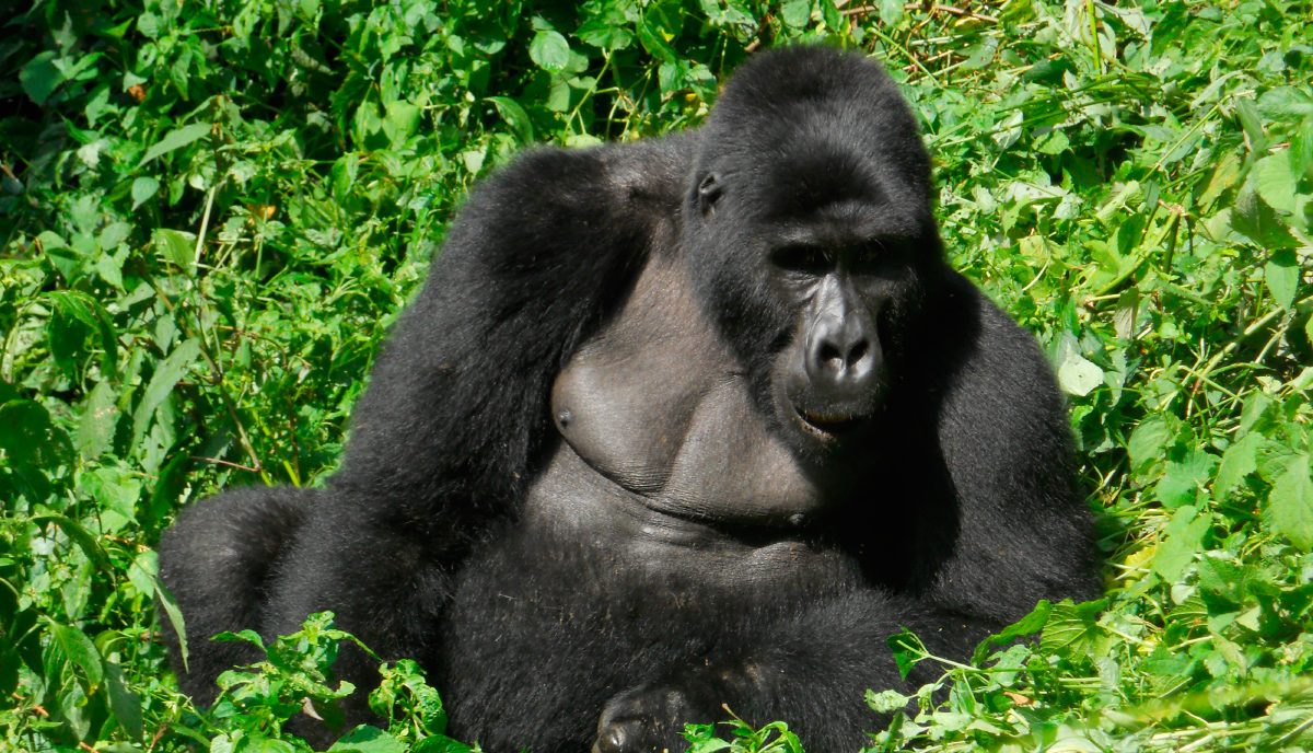 Especies de gorilas