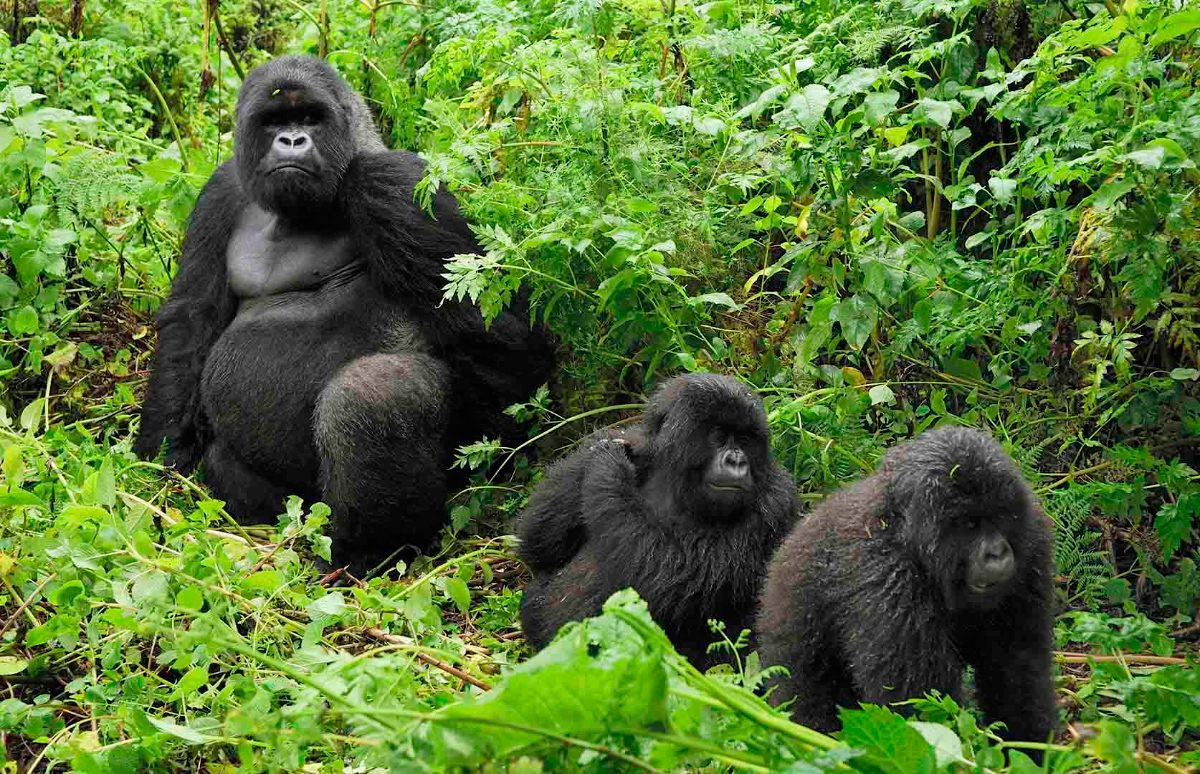 Esperanza de vida de los gorilas