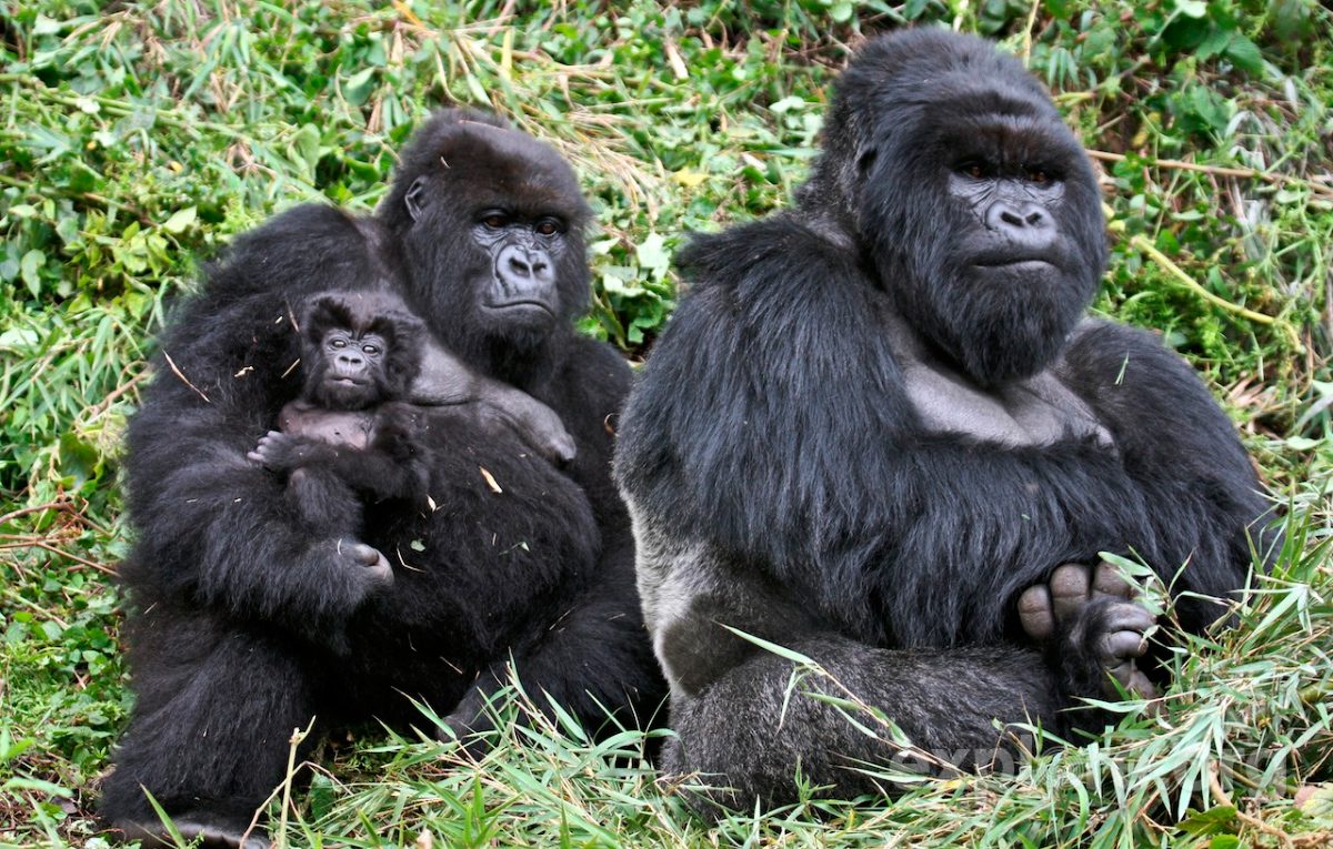 Estructura social de los gorilas