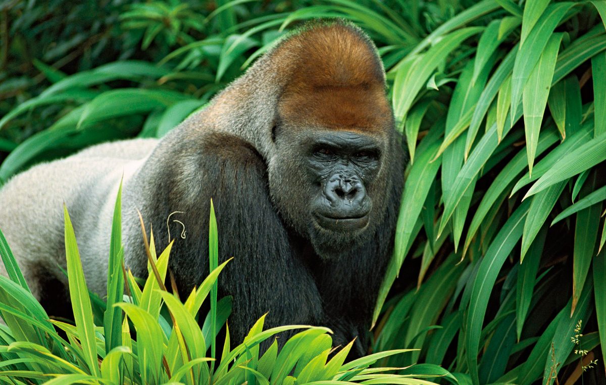 Estructura social de los gorilas occidentales de llanura