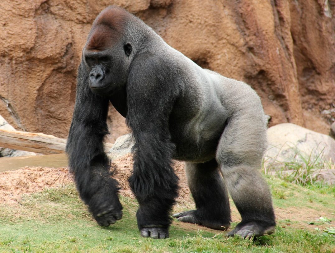 Fotos de gorilas de lomo plateado