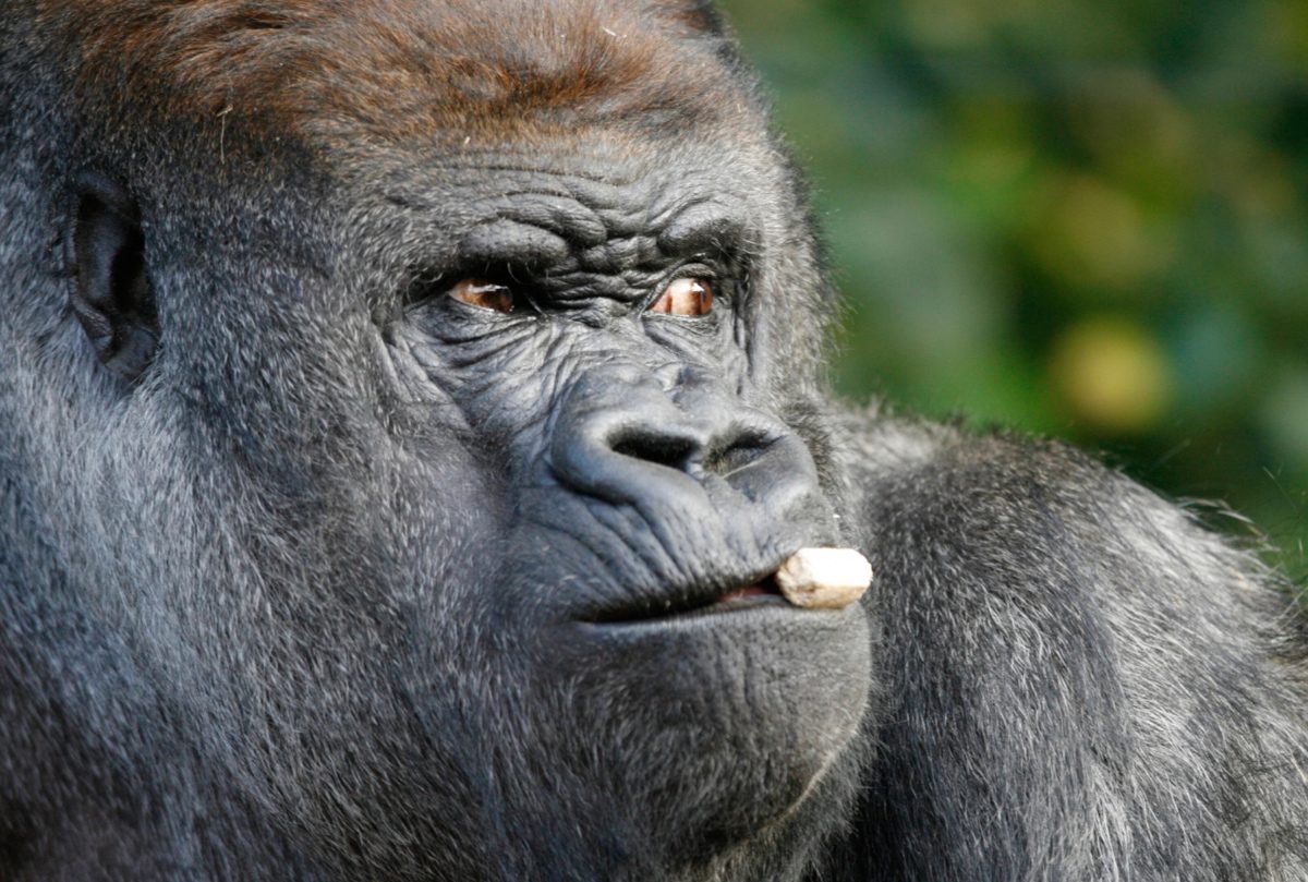 Fotos de gorilas occidentales de llanura