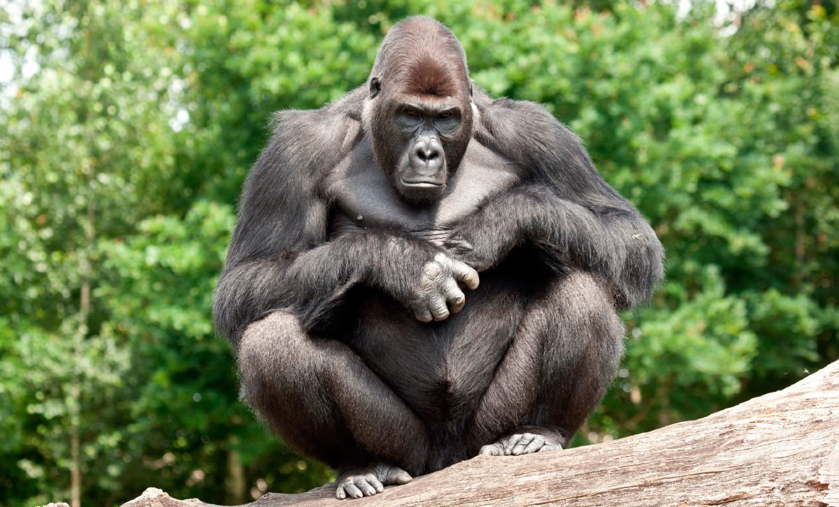 Fotos de la dieta de los gorilas
