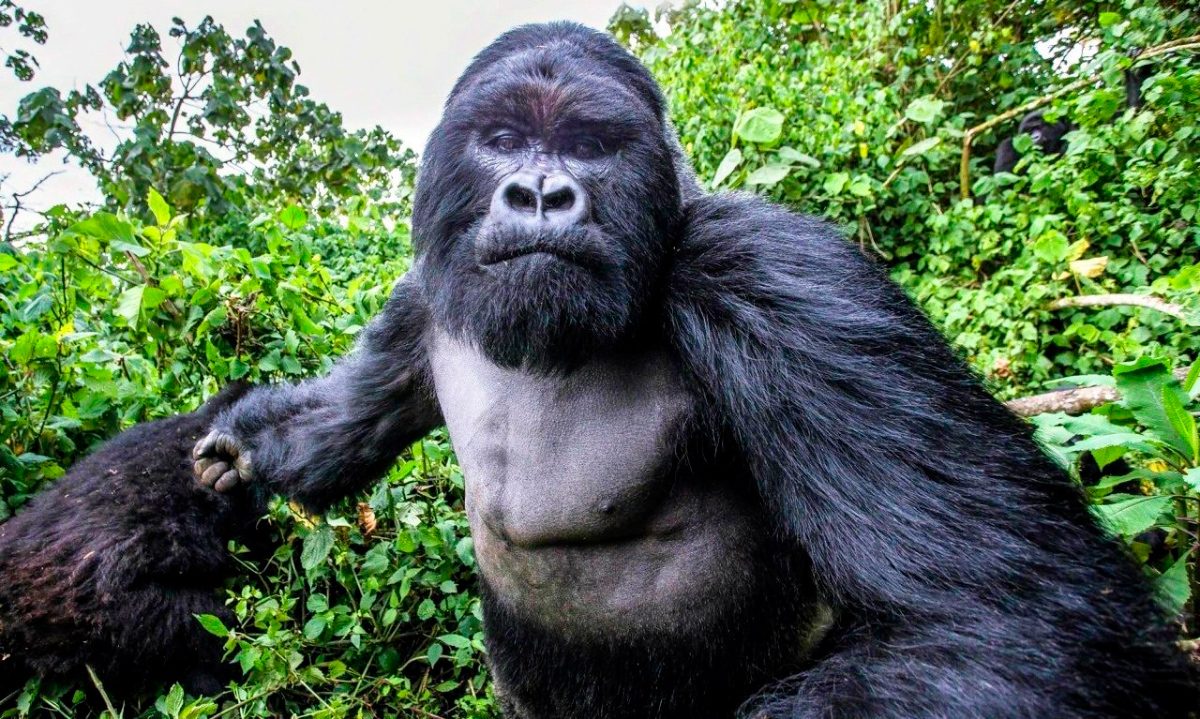 Fotos de los gorilas de montaña