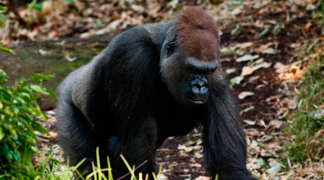Fotos del comportamiento de los gorilas