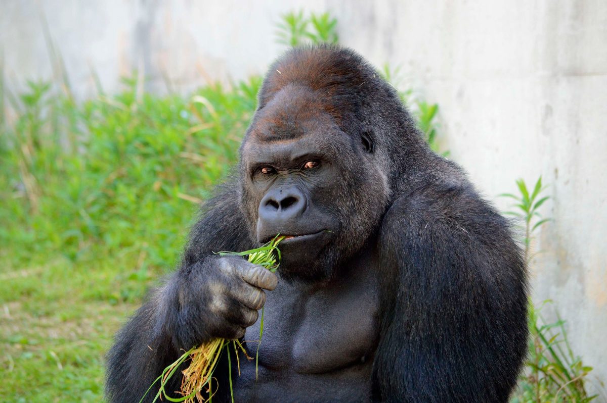 Gorila en cautividad comiendo