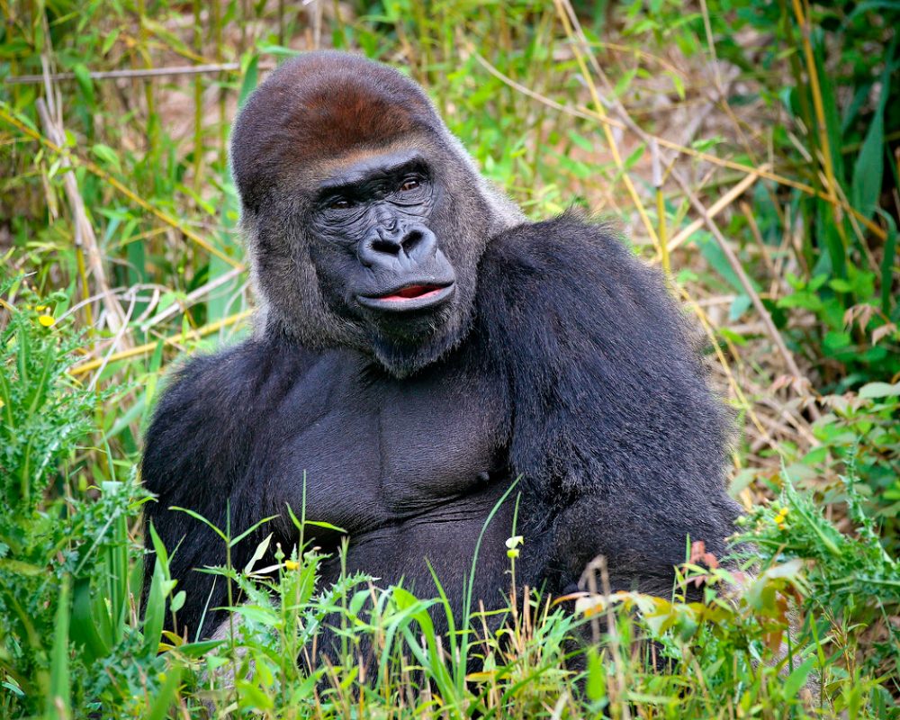 Gorila salvaje en HD
