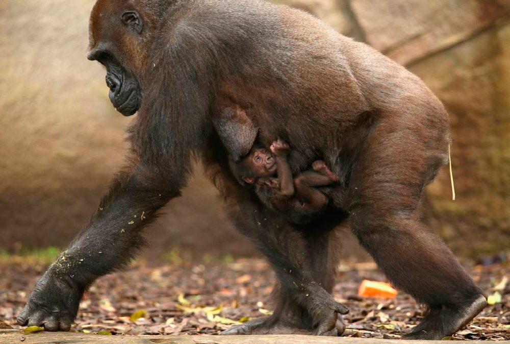Gorila y sus hijos