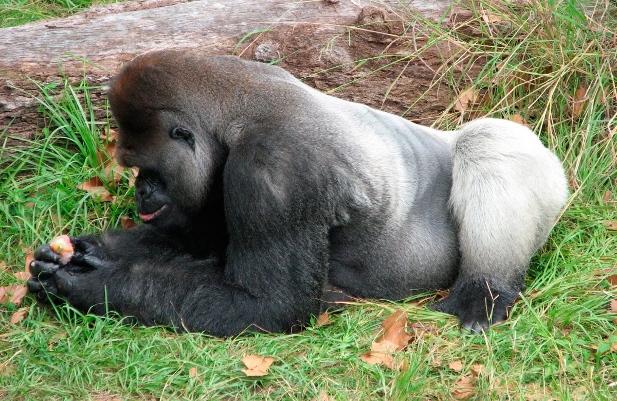 Gorilas de espaldas plateadas