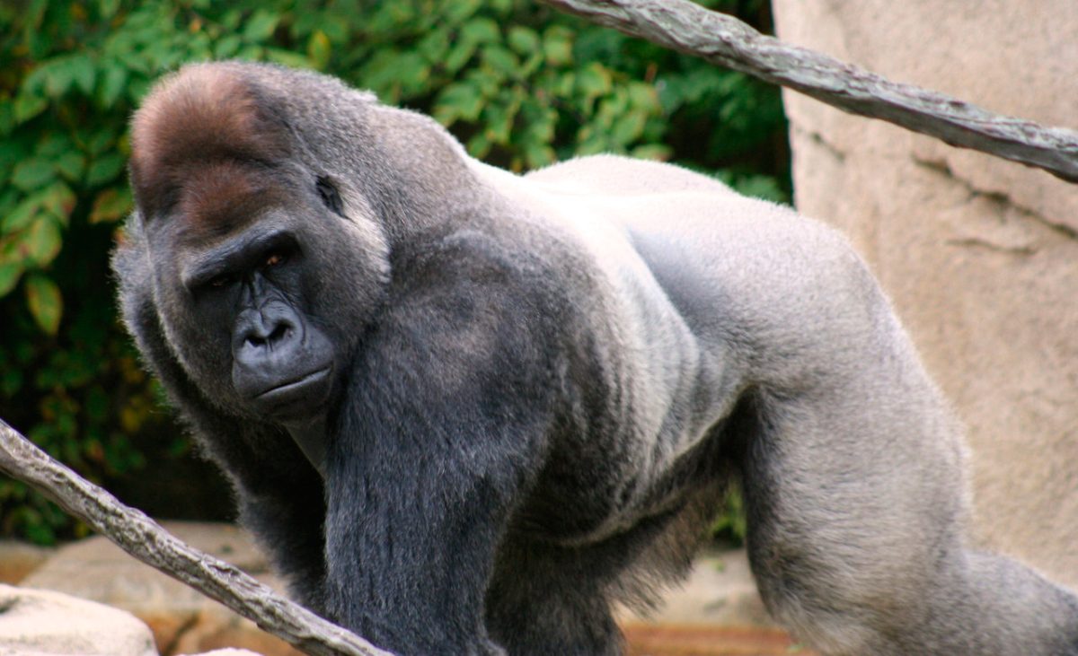 Gorilas de lomo plateado